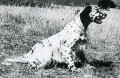 Setter Anglais URS DEL DIANELLA Setter Anglais URS DEL DIANELLA